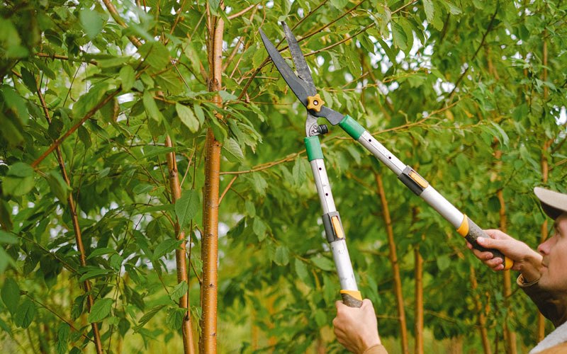 Tree trimming in Hopkinsville, KY